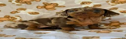 Miniature Dachshund dogs for sale: BUBBLES - Ad 5