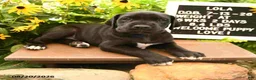 Great Dane dogs for sale: Lola - Ad 4