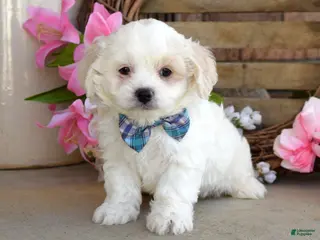 Maltese dogs for sale: Milo - Ad 3