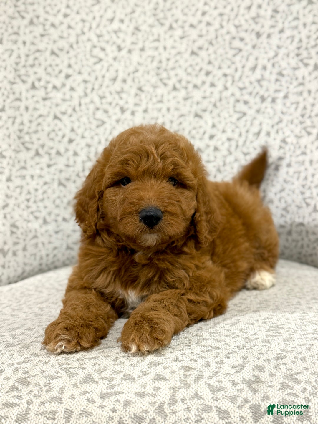 Goldendoodle dogs for sale: Pearl - Ad 9