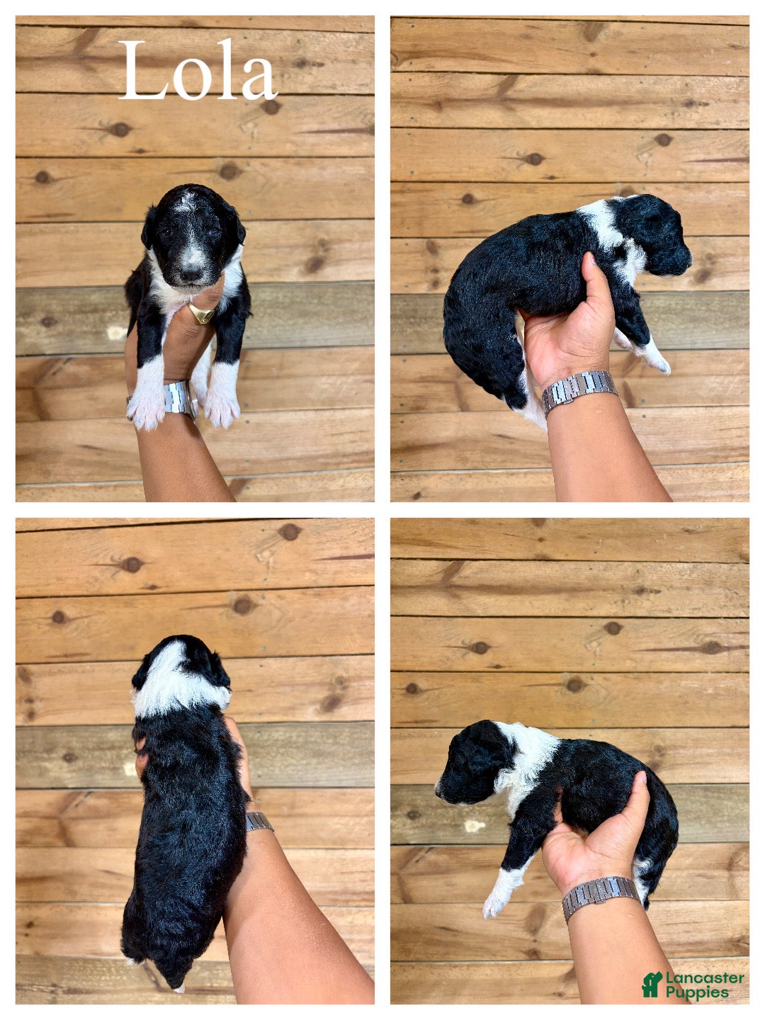 Mixed Breed dogs Lola - Ad 2