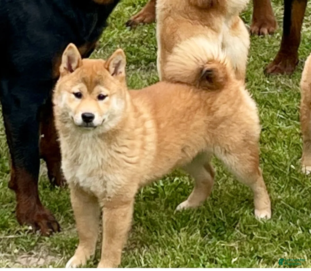 Shiba Inu dogs for sale: Shiba Inu Puppy 1 - Ad 2
