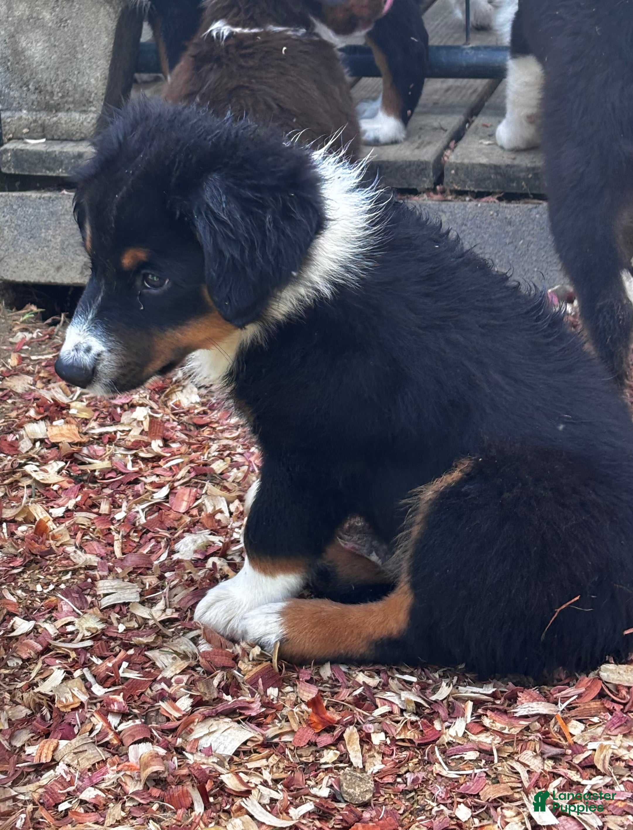 Miniature Australian Shepherd dogs #10 Winston - Ad 2