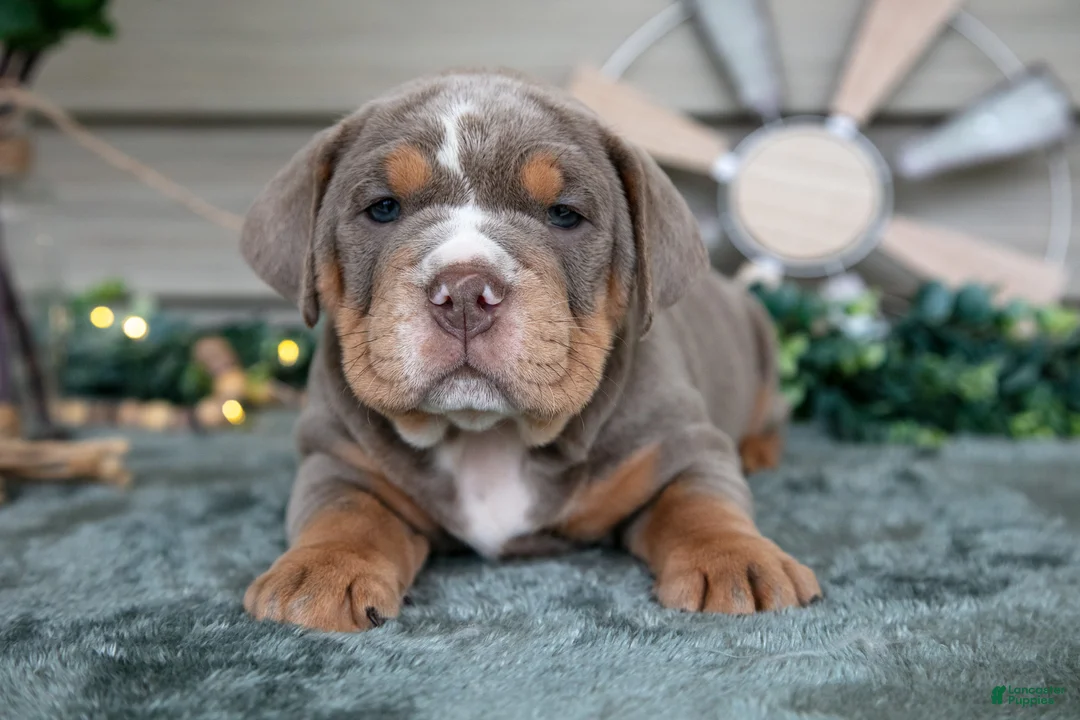 Beabull dogs for sale: Star - Ad 2