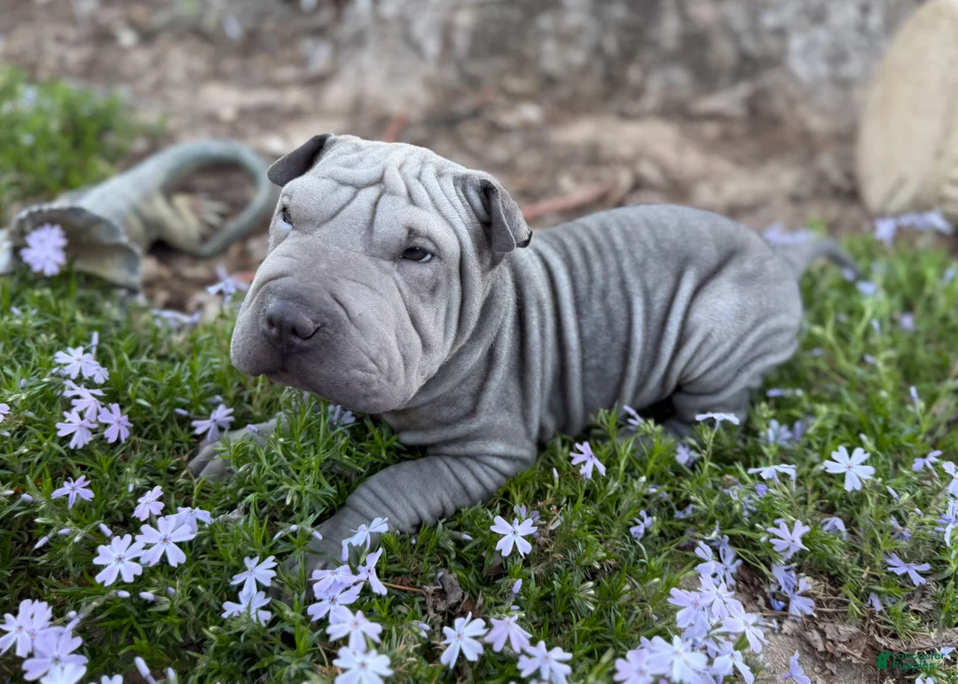 Shar Pei dogs for sale: Daisy - Ad 1