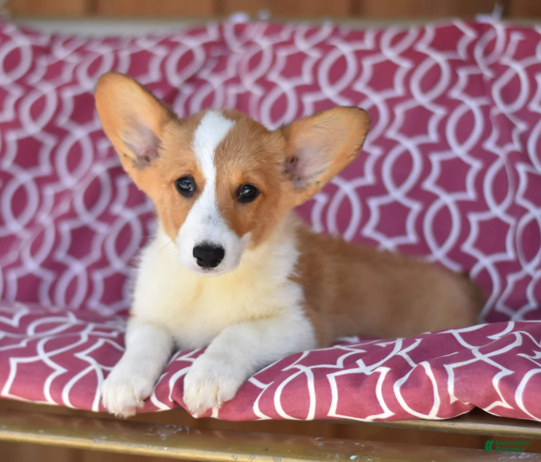 Gallery Image {{count}}