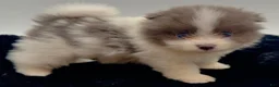Pomeranian dogs for sale: AKC Frank - Ad 5