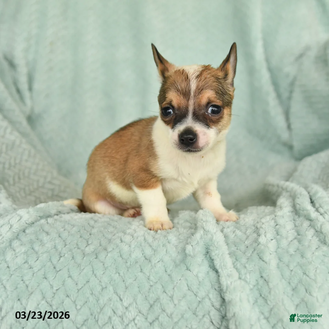 Chihuahua dogs for sale: Frank  - Ad 1