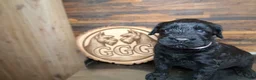 Giant Schnauzer dogs for sale: Ravèn - Ad 3