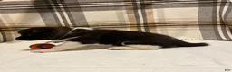 Akita dogs for sale: Sofie - Ad 7