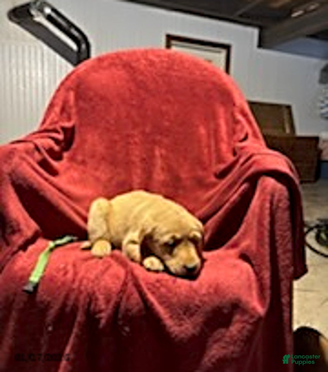 Goldador dogs for sale: April - Ad 5