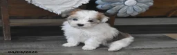 Maltipoo dogs for sale: Olivia - Ad 4
