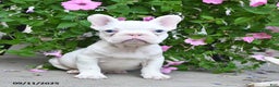 French Bulldog dogs for sale: Fritz - Ad 4