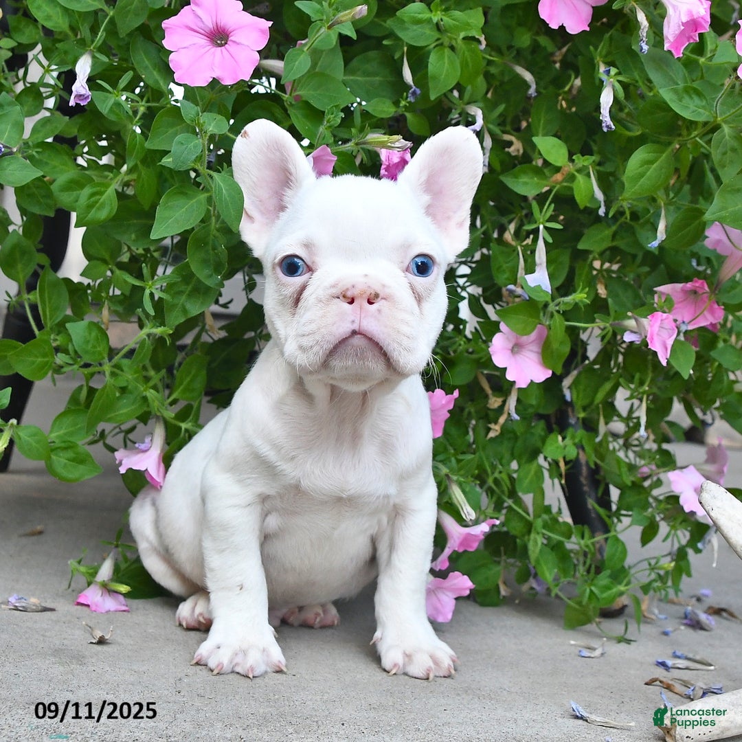 French Bulldog dogs for sale: Fritz - Ad 4