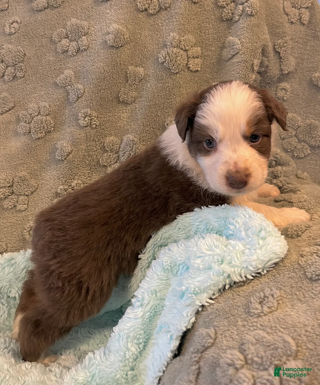 Australian Shepherd dogs for sale: Jollie  - Ad 10