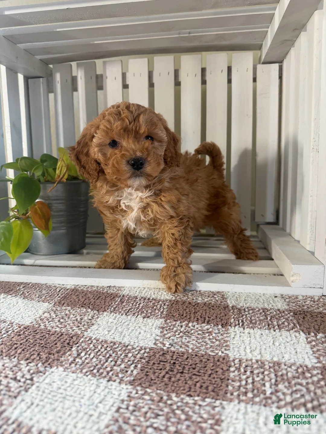 Cavapoo dogs for sale: Oscar - Ad 1
