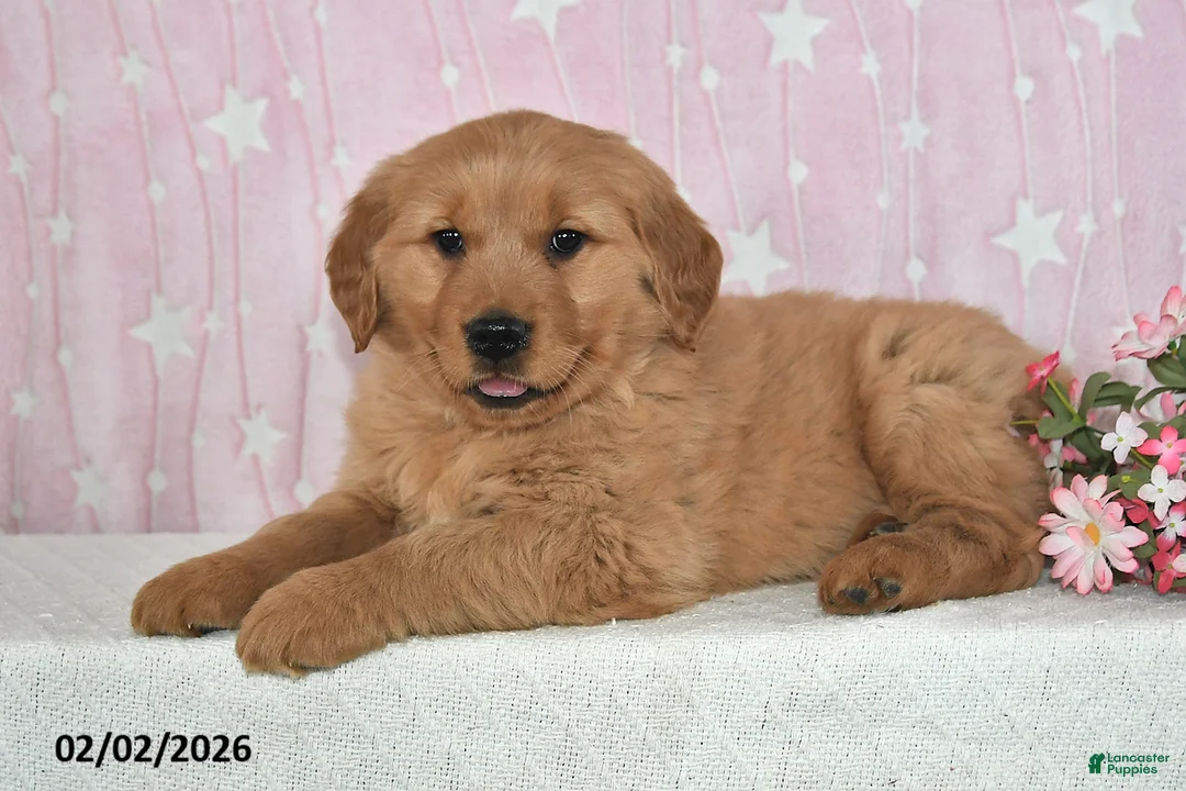 Golden Retriever dogs for sale: Willow - Ad 2