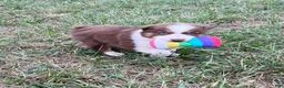 Australian Shepherd dogs for sale: Cutie - Ad 6