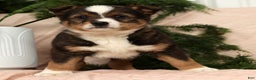 Australian Shepherd dogs for sale: Ace - Ad 5