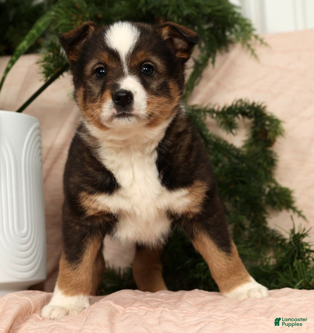 Australian Shepherd dogs for sale: Ace - Ad 5