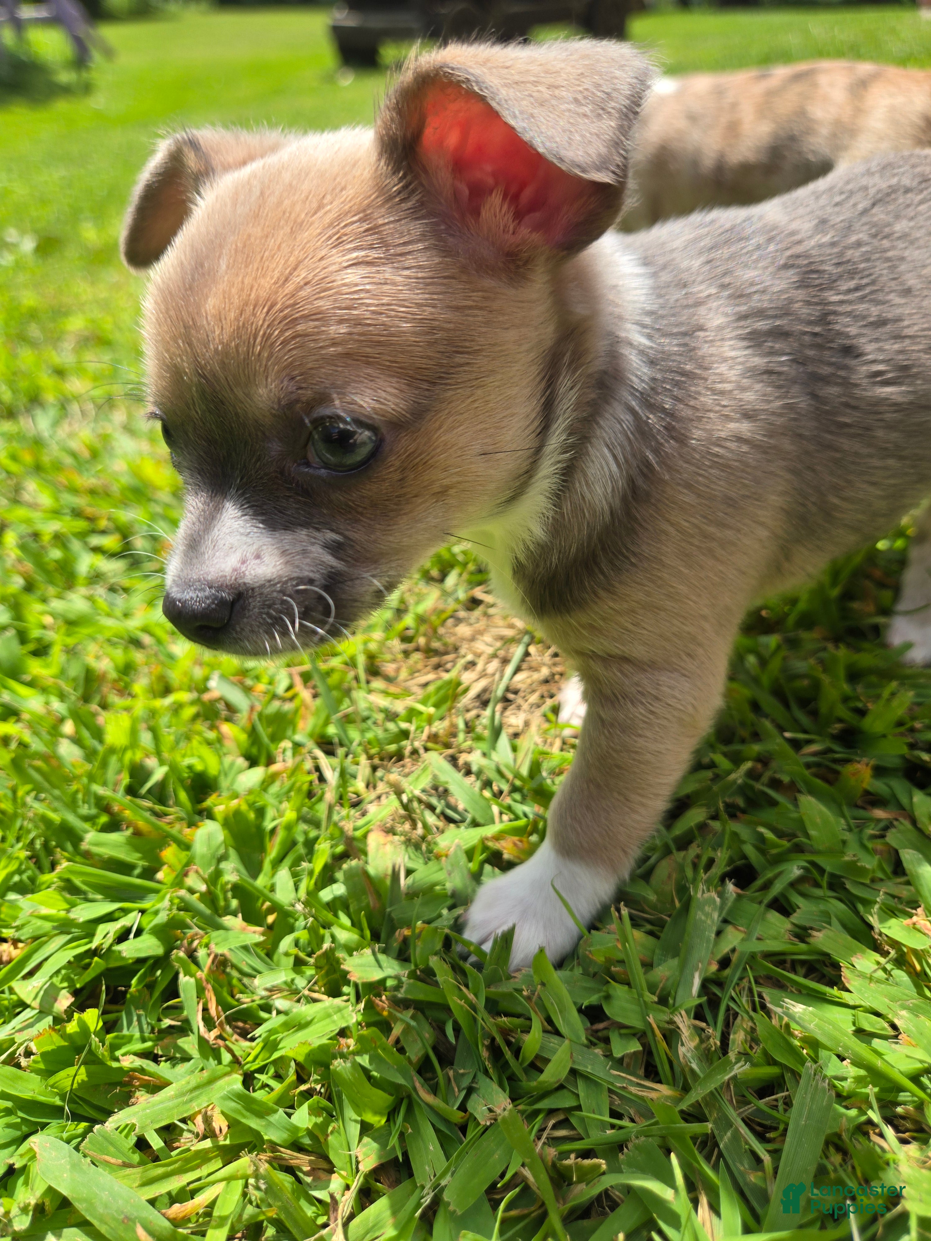 Chihuahua dogs Blue - Ad 15