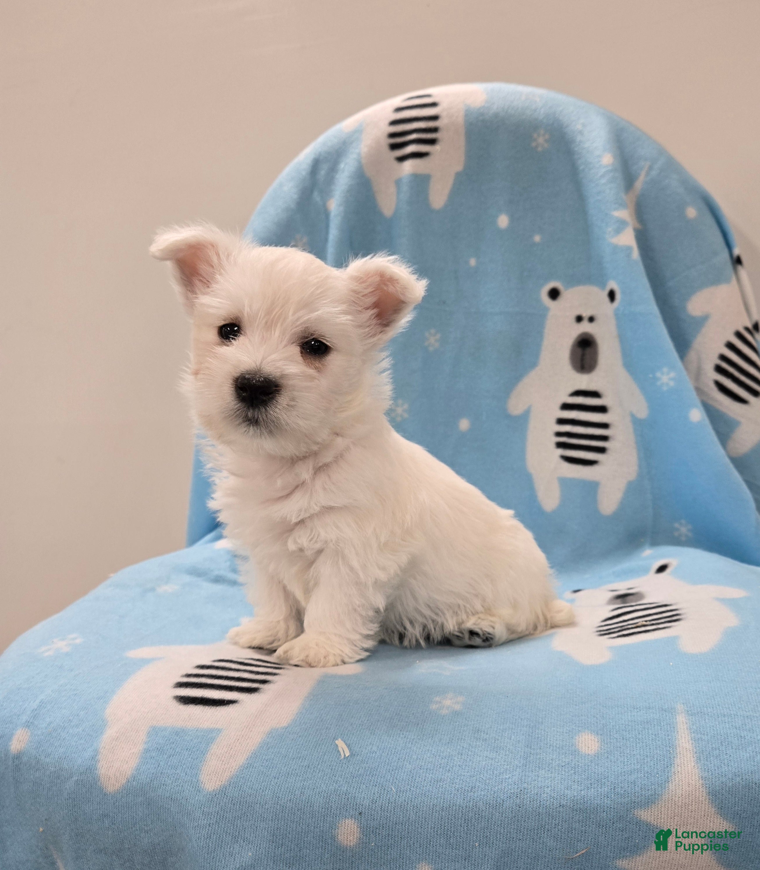 West Highland Terrier dogs Lenny - Ad 2