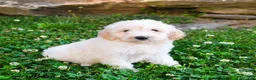Mini Goldendoodle dogs for sale: Katrina - Ad 5