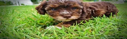 Havapoo dogs for sale: Vanity - Ad 7