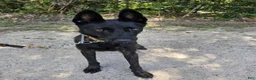 Dutch Shepherd dogs for sale: Mia - Ad 5