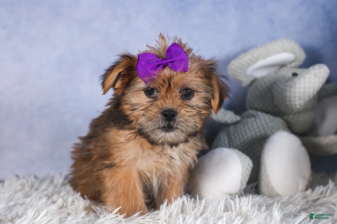 Shorkie dogs for sale: JULIE - Ad 4