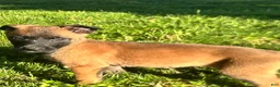 Belgian Malinois dogs for sale: Nala - Ad 3
