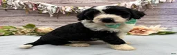 Portuguese Water Dog dogs for sale: Felix - Ad 3