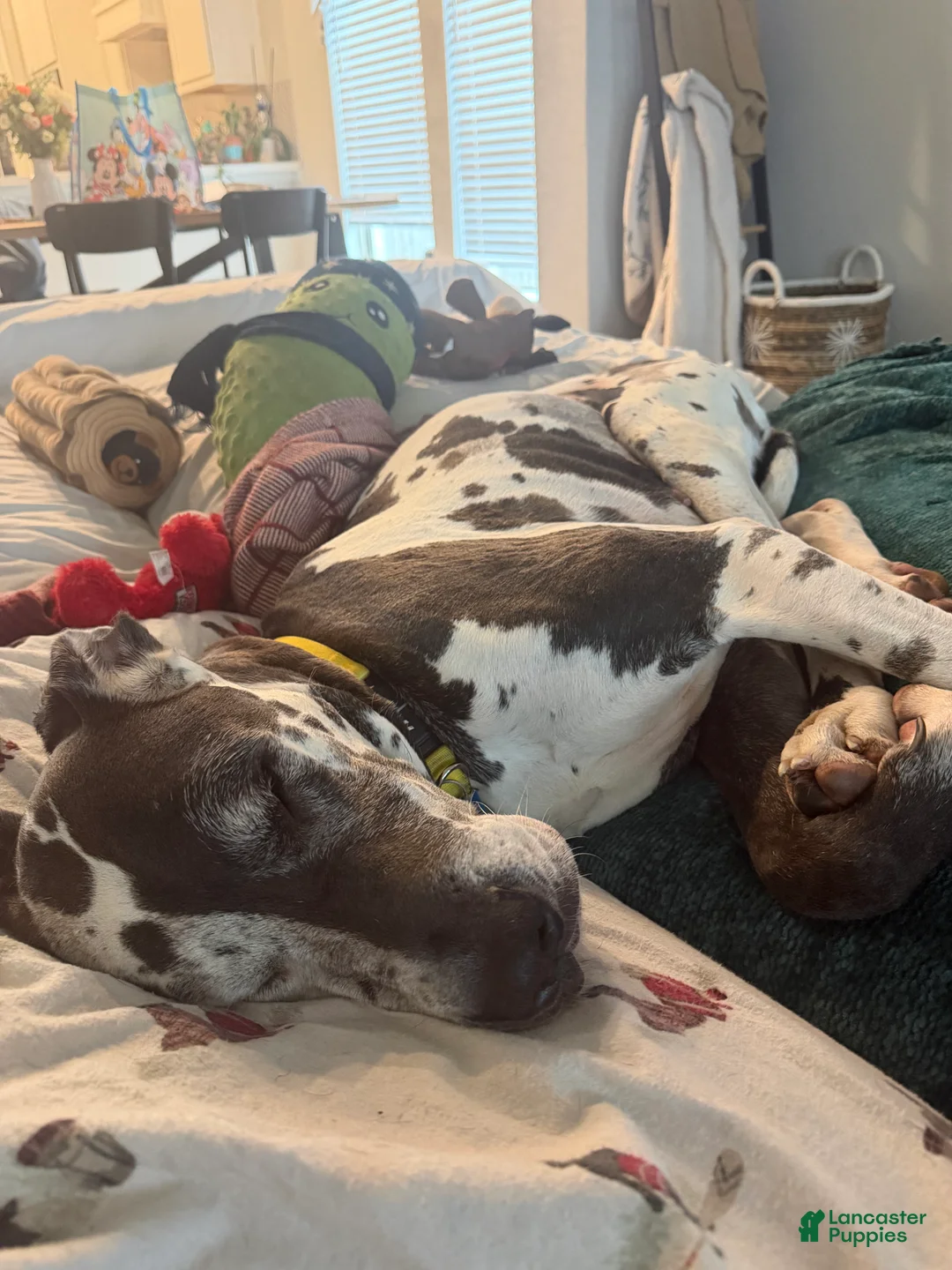 Great Dane dogs for stud: Looking for black American Great Dane stud  - Ad 2