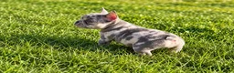 French Bulldog dogs for sale: Bluey - Ad 4