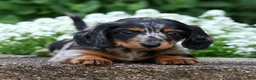 Miniature Dachshund dogs for sale: Brianni - Ad 9