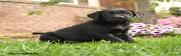 Labrador Retriever dogs for sale: Rosie - Ad 2