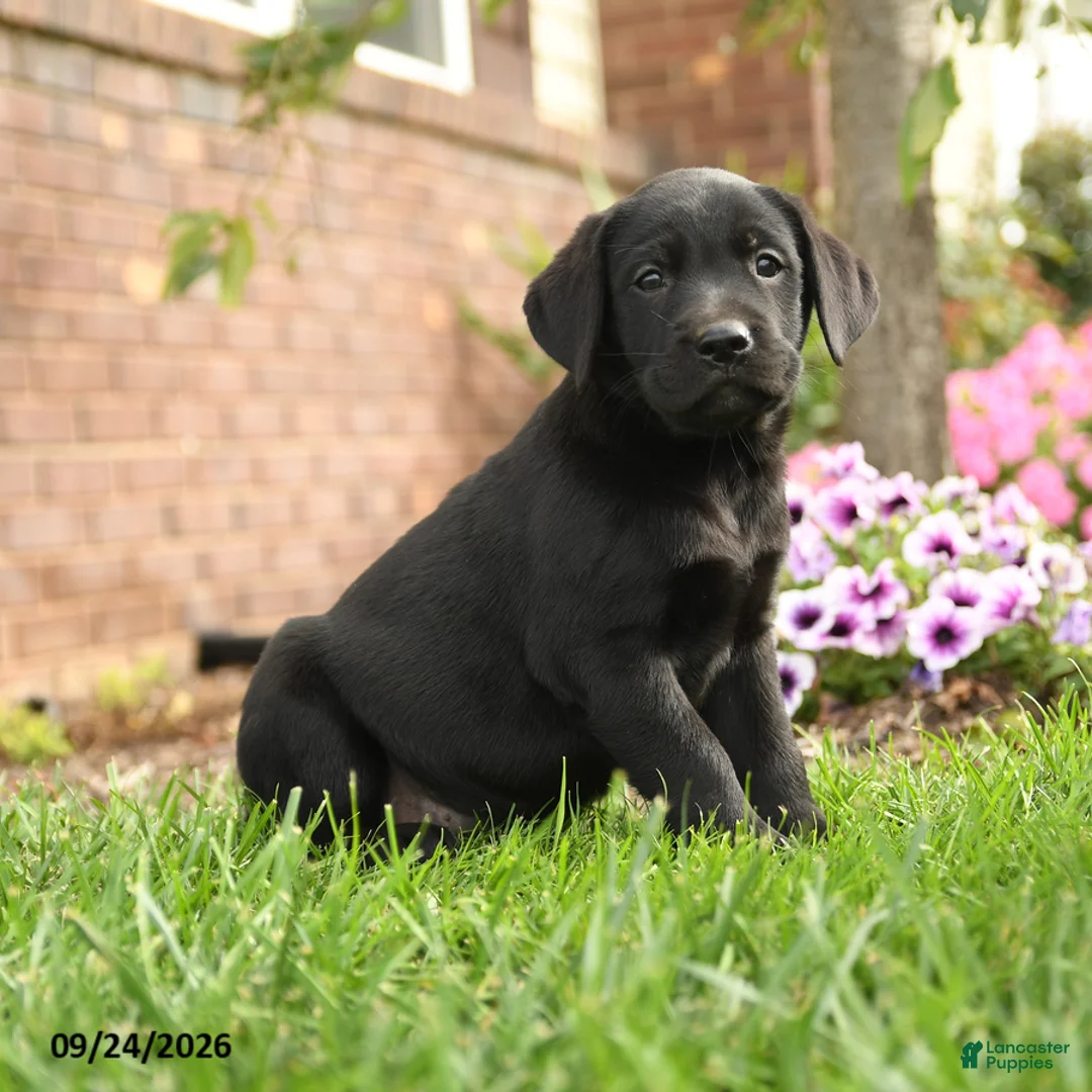 Labrador Retriever dogs for sale: Rosie - Ad 2