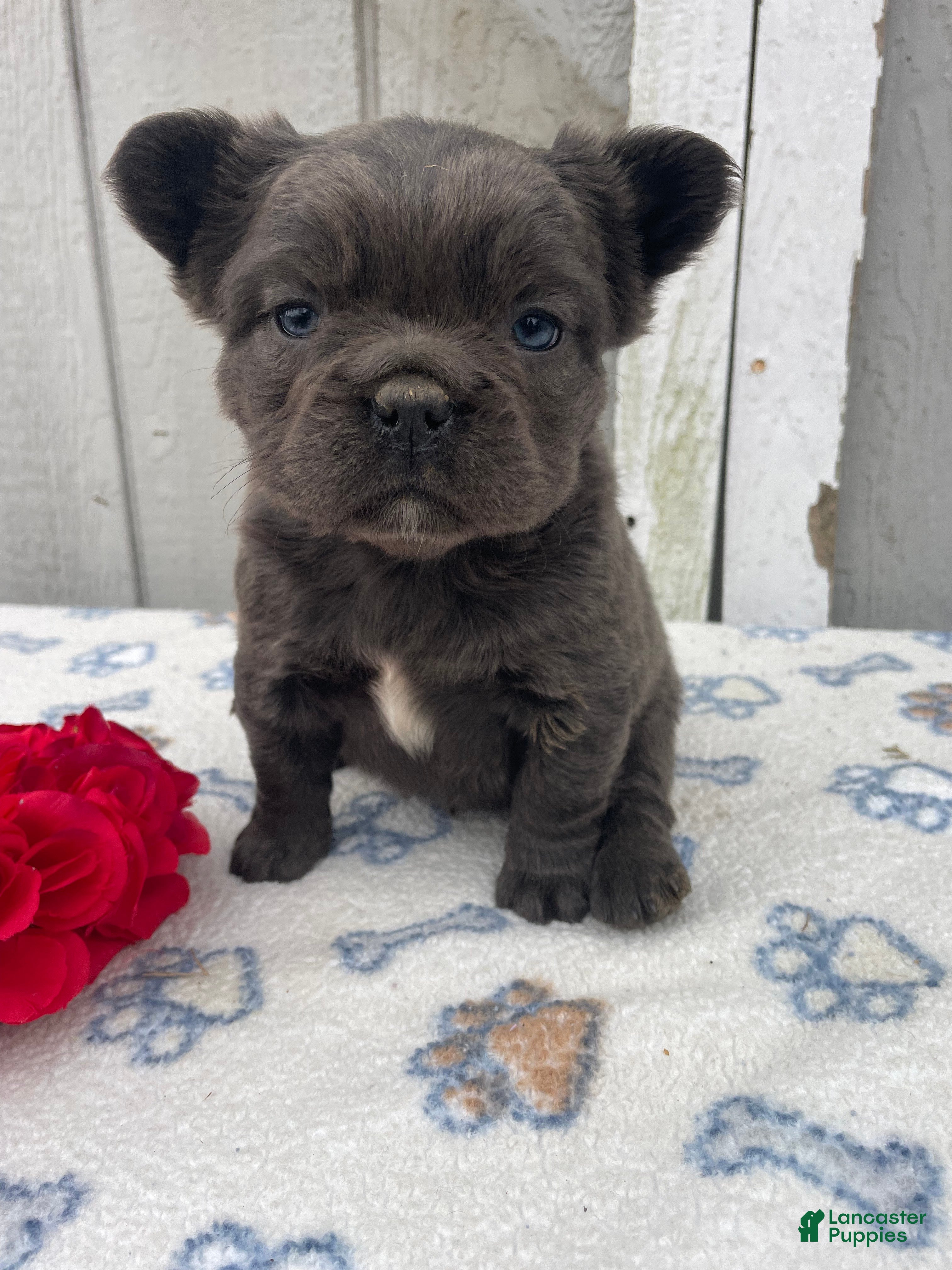 French Bulldog dogs Archie - Ad 8