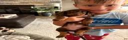 Dachshund dogs for sale: Dachshund 1 - Ad 2