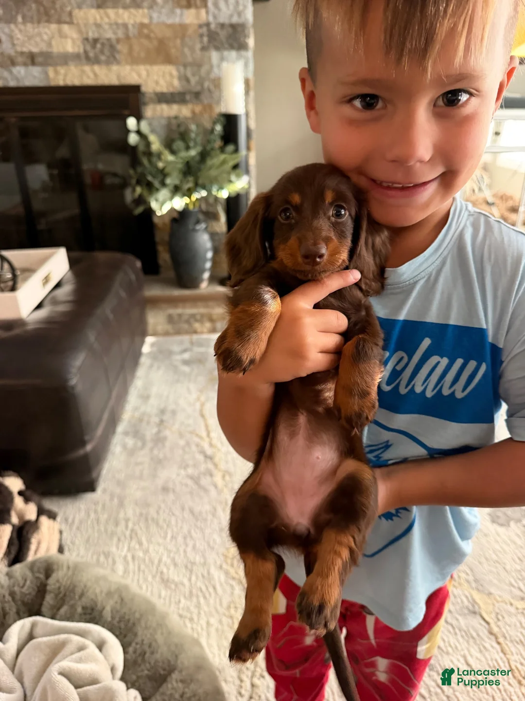 Dachshund dogs for sale: Dachshund 1 - Ad 2