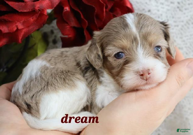 Cavapoo dogs Elliot - Ad 2