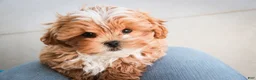 Shihpoo dogs for sale: Bowie - Ad 7