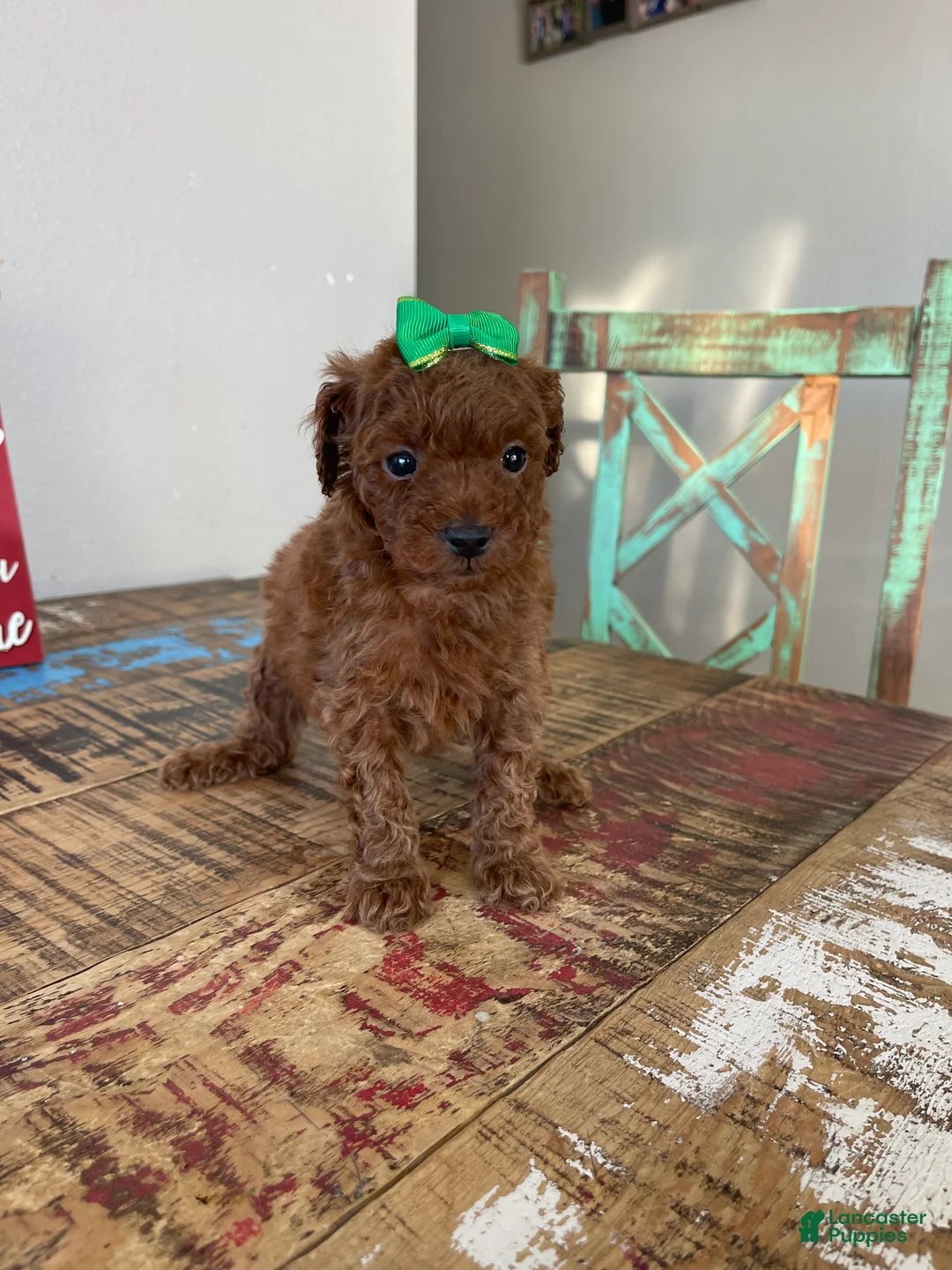 Toy Poodle dogs for sale: Akc Bred Color Red Green Bow - Ad 4