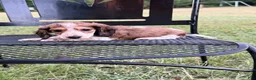 Dachshund dogs for sale: Glory  - Ad 3