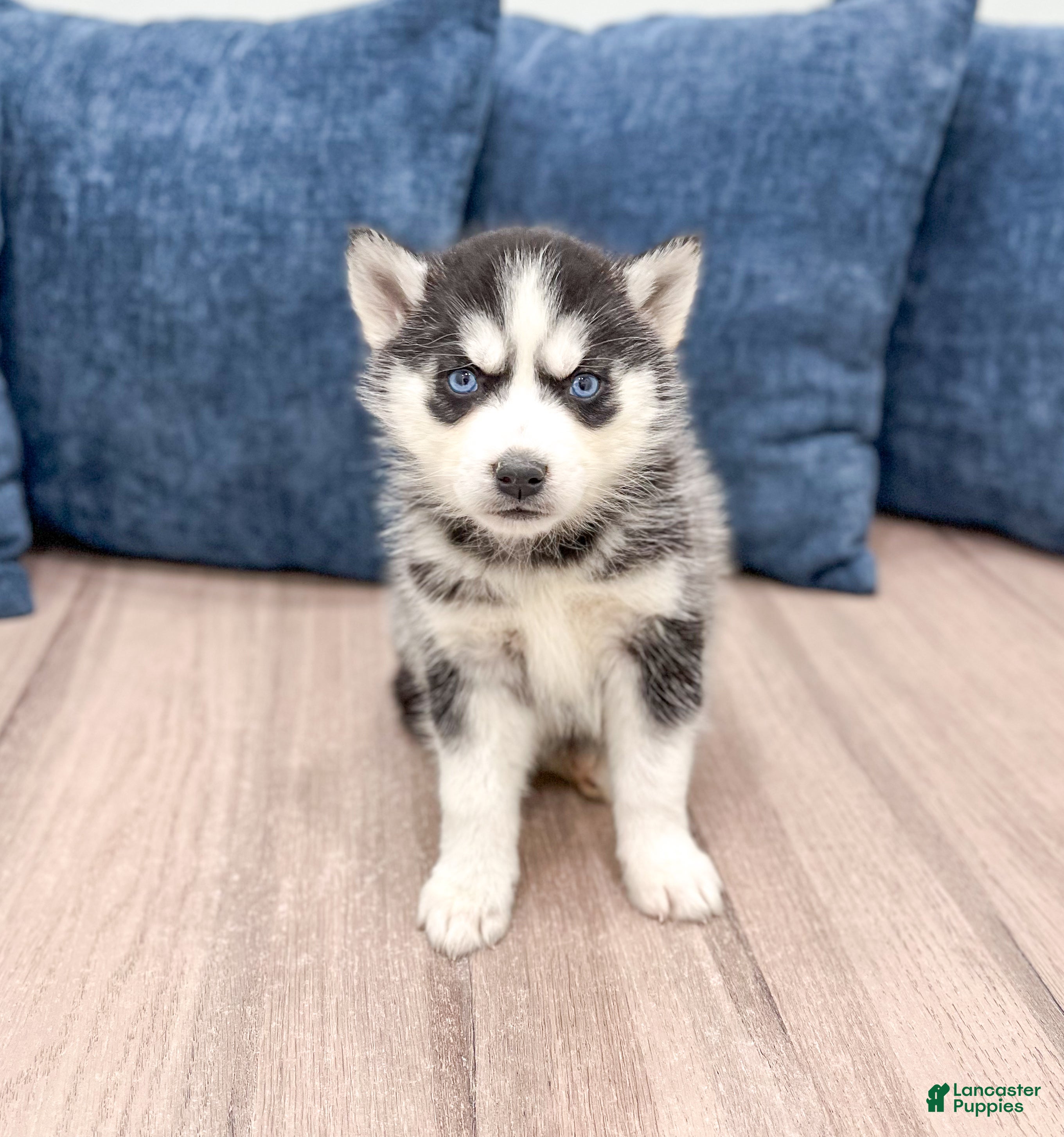 Siberian Husky dogs for sale: Kate - Ad 4