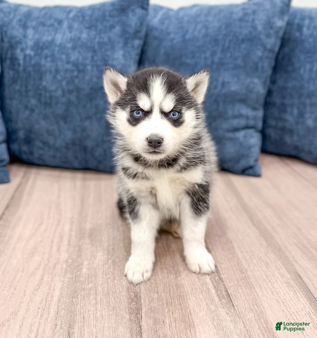Siberian Husky dogs for sale: Kate - Ad 1