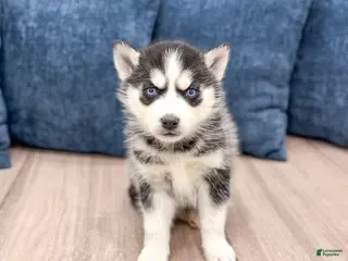 Siberian Husky dogs for sale: Kate - Ad 4