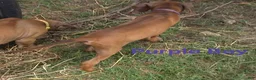 Rhodesian Ridgeback dogs for sale: Pink Girl - Ad 6