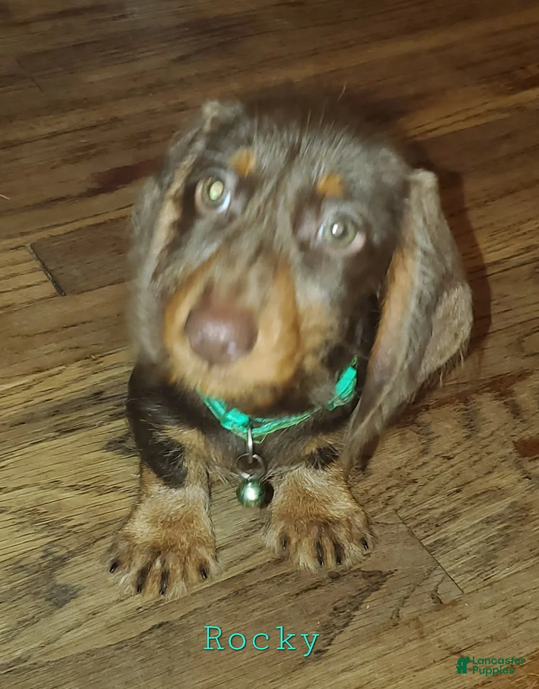 Dachshund dogs for sale: Rockin Robin - Ad 2