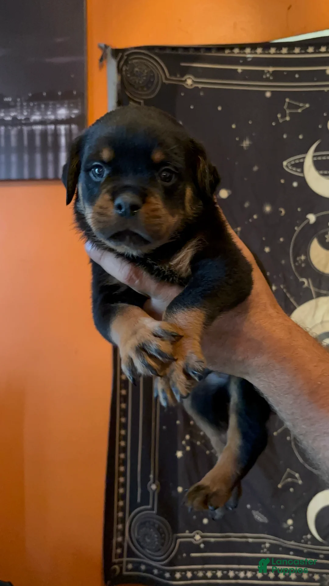 Rottweiler dogs for sale: Rottweiler 2 - Ad 1